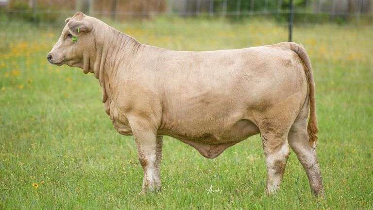 STS RANCH TAG 15 HEIFER