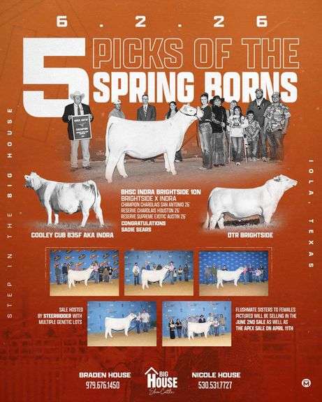 BHSC - 5TH PICK OF THE SPRING BORNS