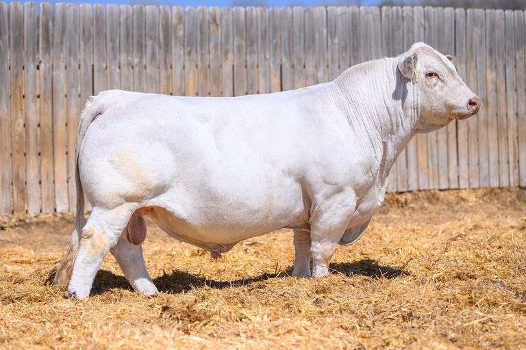 3 SATIN EMBRYOS