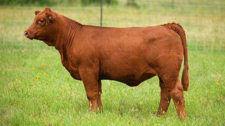 STS RANCH TAG 10 HEIFER