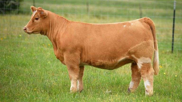 STS RANCH TAG CH1 HEIFER