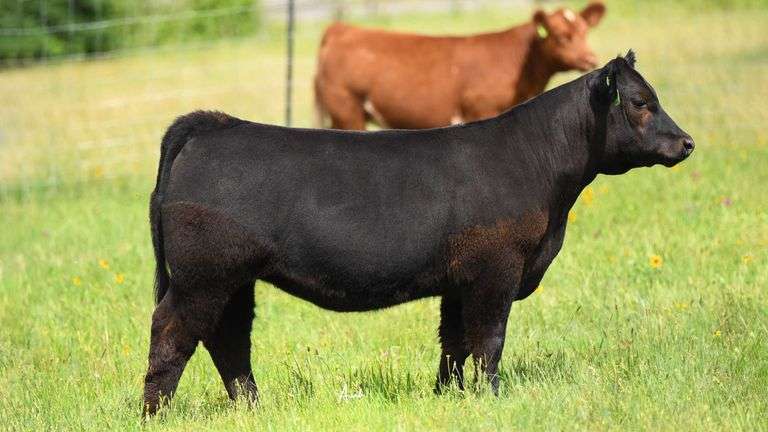 STS RANCH TAG 17 HEIFER