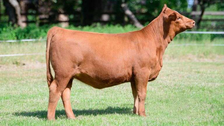 LAZY 3 - 5N TAG HEIFER