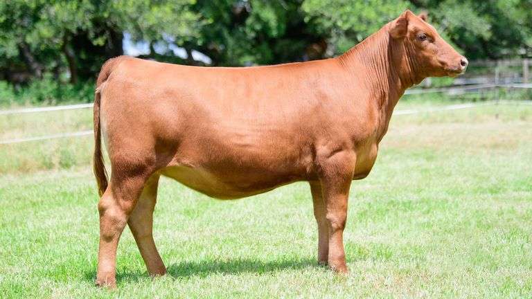LAZY 3 - TAG 72N HEIFER