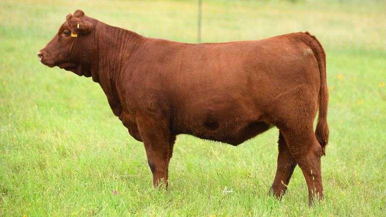 STS RANCH TAG 9 HEIFER