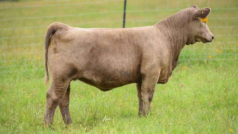 STS RANCH TAG KOK HEIFER
