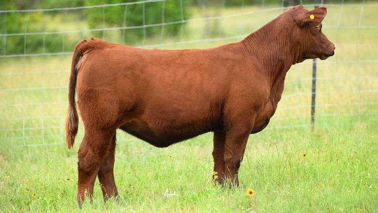 STS RANCH TAG 51 HEIFER