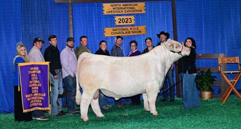 4 SEXED FEMALE EMBRYOS 2020 SAN ANTONIO RESERVE CHAMPION FEMALE