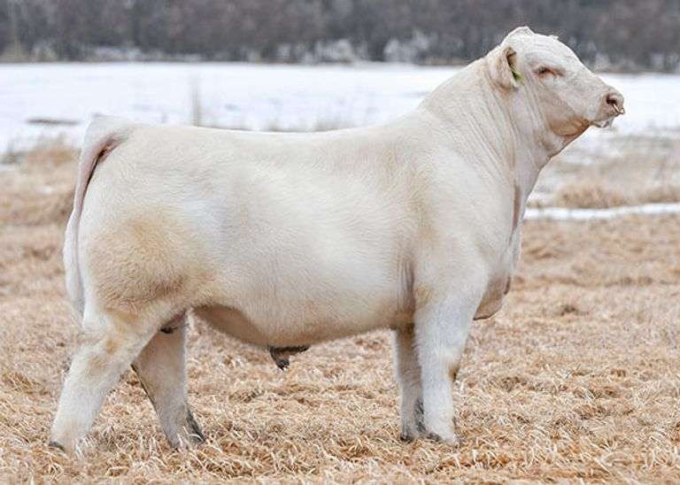 3 NEW DEAL X TINA EMBRYOS