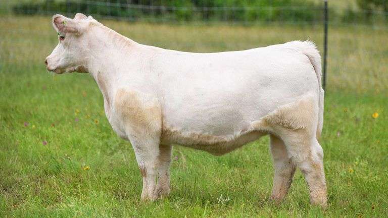 STS RANCH TAG 5 HEIFER