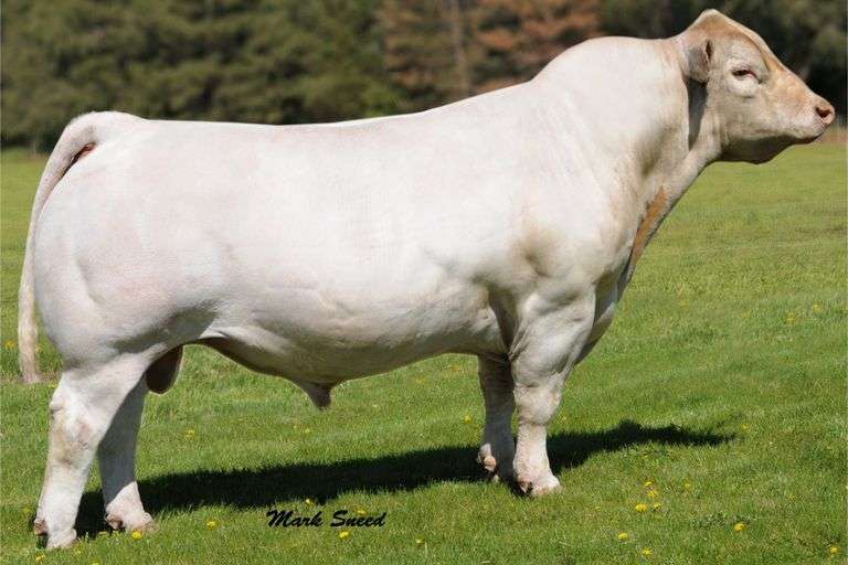3 UNITS OF FIREWATER SEMEN
