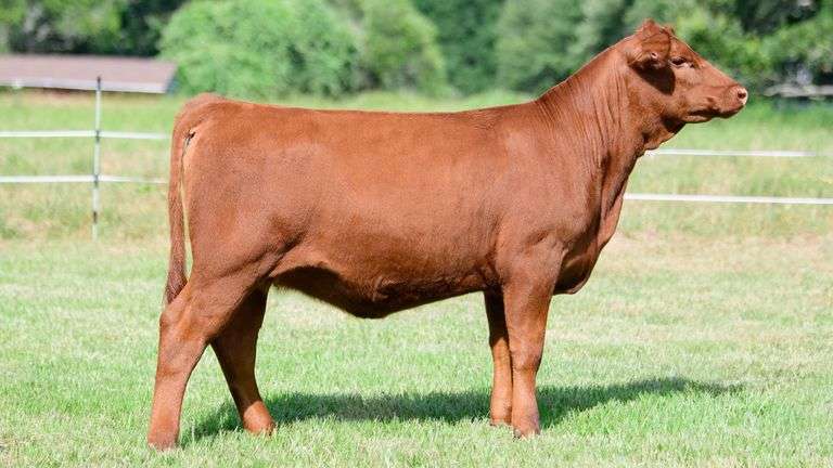 LAZY 3 - TAG 431P HEIFER