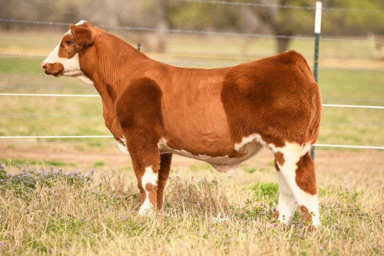 3 UNITS OF RED DOG SEMEN