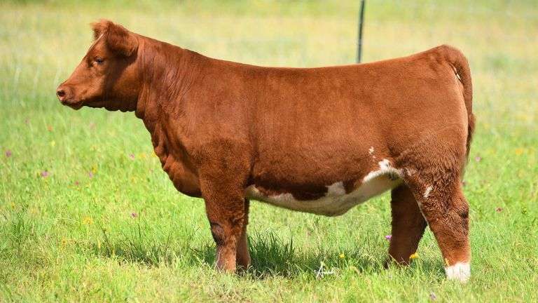 STS RANCH TAG 3 HEIFER