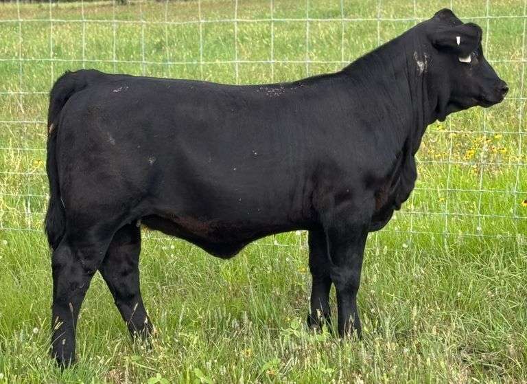 STS RANCH TAG 24 HEIFER