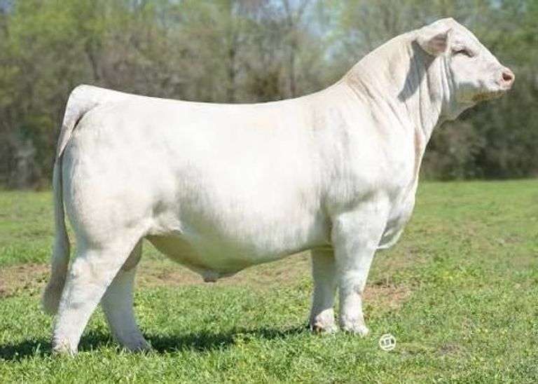 3 UNITS OF BIG GAME HUNTER SEXED FEMALE SEMEN