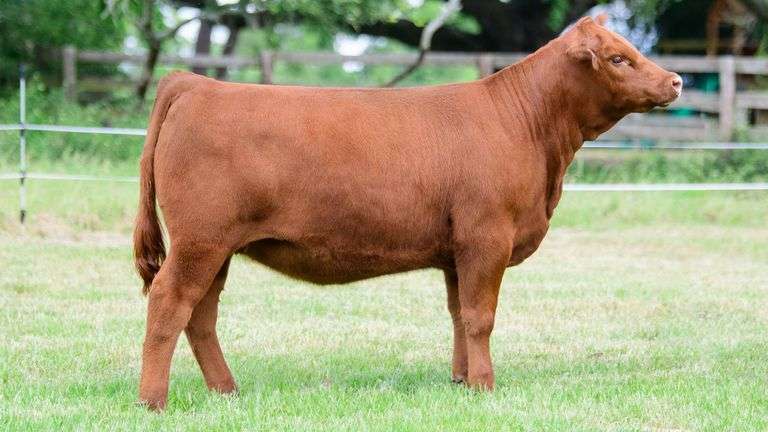 LAZY 3 - TAG 544N HEIFER