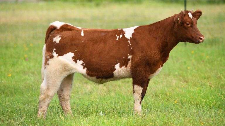 STS RANCH TAG 7 HEIFER