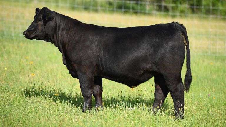 STS RANCH TAG 2 HEIFER