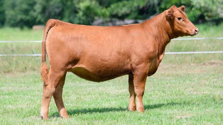 LAZY 3 - TAG 167N HEIFER