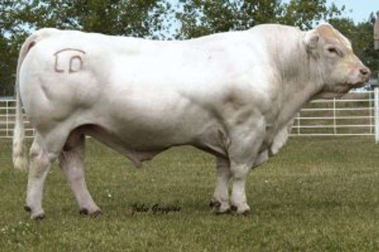 1 UNIT OF LHD CIGAR SEMEN