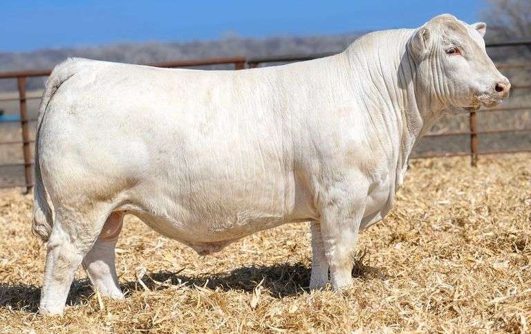 5 UNITS OF SEXED FEMALE LONESOME DOVE SEMEN
