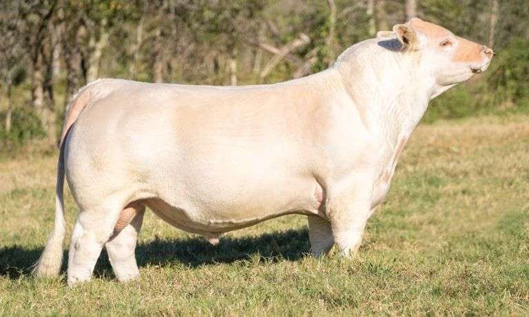 5 UNITS OF CONVENTIONAL BRIGHTSIDE SEMEN