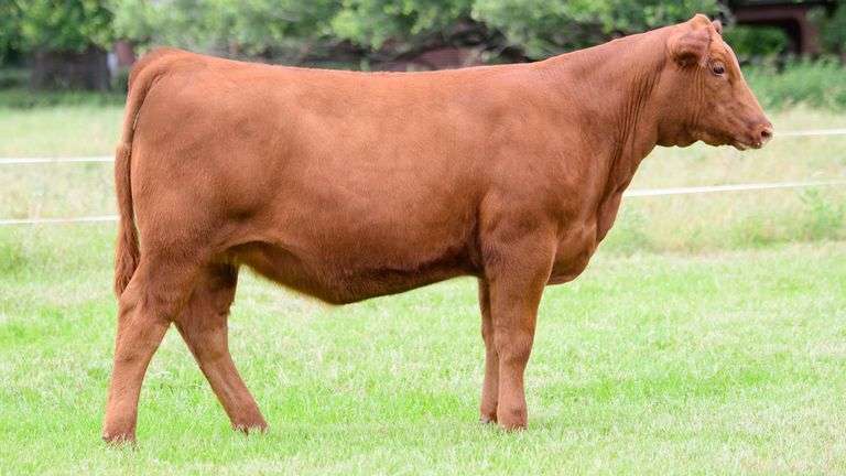 LAZY 3 - TAG 167N2 HEIFER
