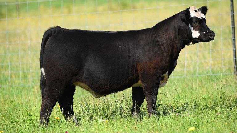 STS RANCH TAG 18 HEIFER