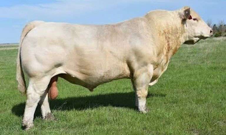5 UNITS OF LT PATRIOT SEMEN