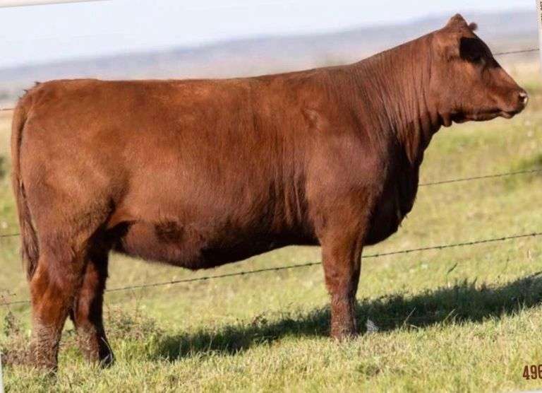 THE RIGHT TO FLUSH ANY LAZY 3 COW
