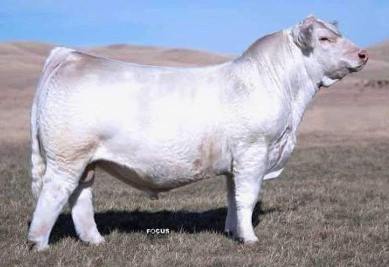 5 UNITS OF DPC COPY WHITE SEMEN