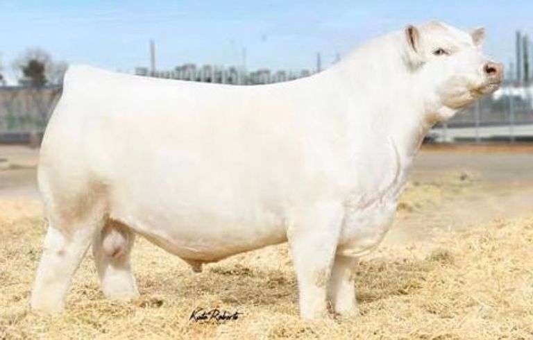 1 UNIT OF BOURBON SF SEMEN