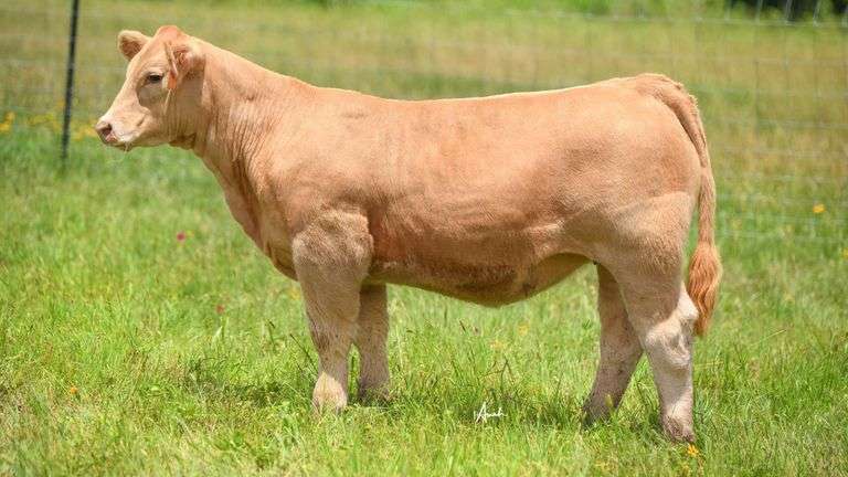 STS RANCH TAG RG HEIFER