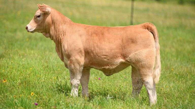 STS RANCH NO TAG HEIFER