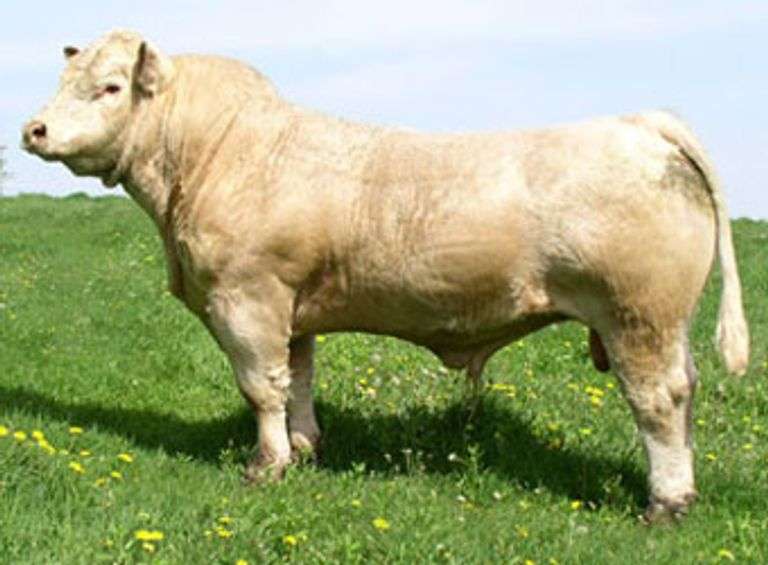 2 UNITS OF BCA MONTI MONTANA SEMEN