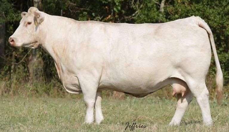 4 MAMIE X JACKPOT EMBRYOS