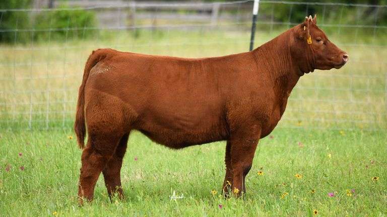 STS RANCH TAG SO HEIFER