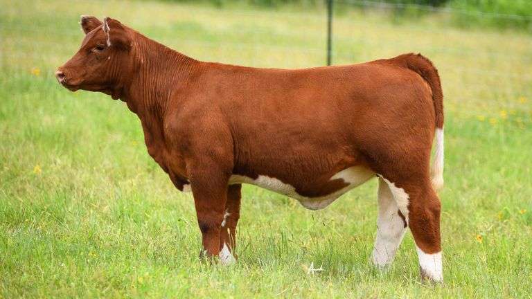 STS RANCH TAG 49 HEIFER