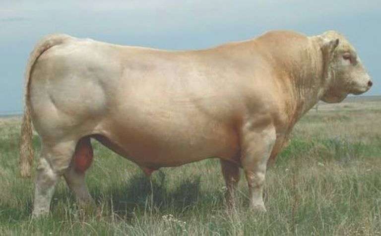 3 UNITS OF LT BLUE VALUE SEMEN