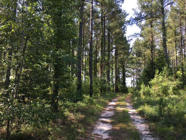 382+/- acres, Ogeechee Pines, Midville, GA