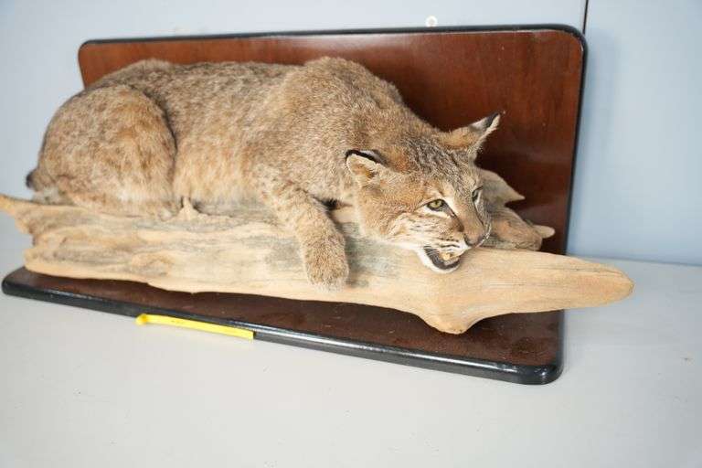 05/30/26 Firearms & Taxidermy Sportsman Auction