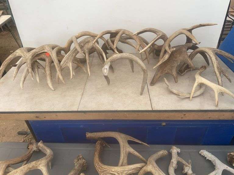 Quantity of shed antlers