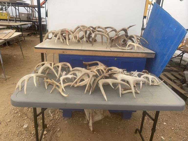 Quantity of shed antlers