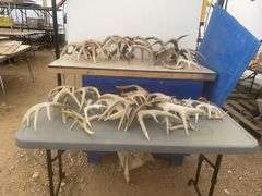 Quantity of shed antlers