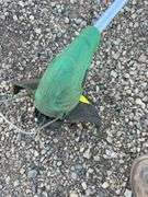 Electric grass trimmer