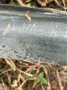 Qty of 1-1/4” & 1-1/2” black hose