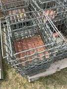 Large qty of meat baskets