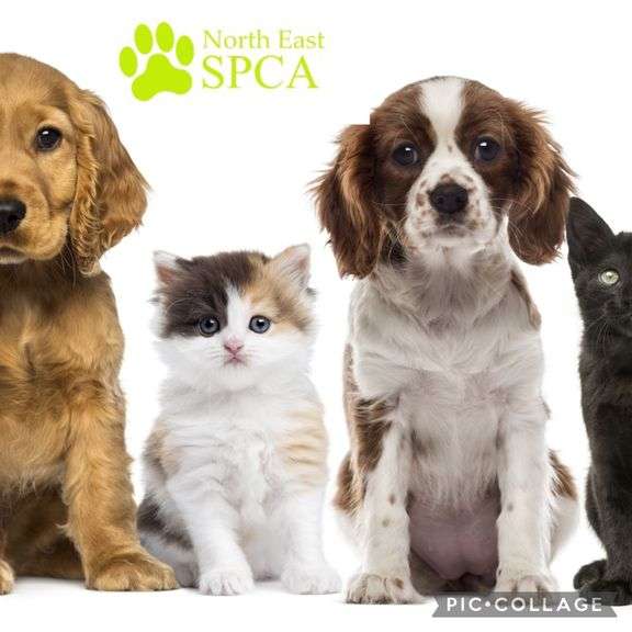 North East SPCA Online Charity Auction 2026!