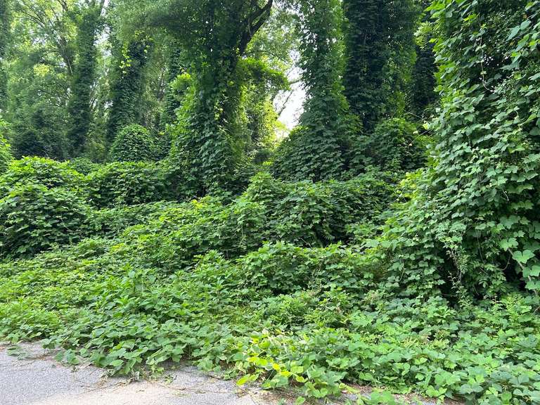 4 Buckthorn Rd, Spartanburg, SC